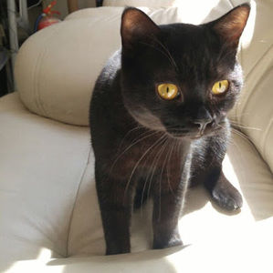 Meet your Posher, Ada